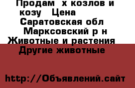 Продам 3х козлов и козу › Цена ­ 7 000 - Саратовская обл., Марксовский р-н Животные и растения » Другие животные   